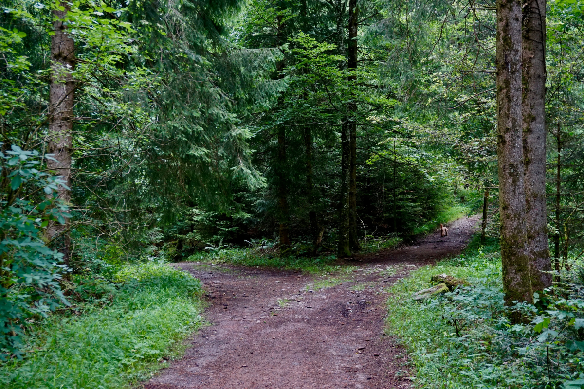 The Fork in the Road for Startup Founders: Build a Moonshot or a Profitable&nbsp;Business